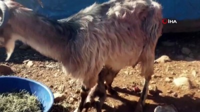 keci -  Osmaniye’de çift başlı doğan oğlak görenleri şaşkına çevirdi Videosu