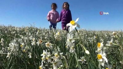 ilkbahar -  Adana’nın gizli cenneti: 'Nergis Adası' Videosu