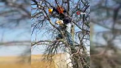  Çıktığı ağaçta mahsur kalan kediyi vatandaşlar kurtardı