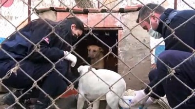 infaz koruma - MARDİN - İnfaz koruma memurları cezaevi bahçesinde besledikleri sokak hayvanlarını sahiplendiriyor Videosu