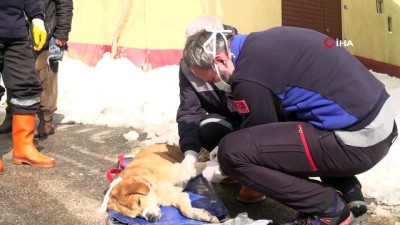  Tümörlü köpek sağlığına kavuştu