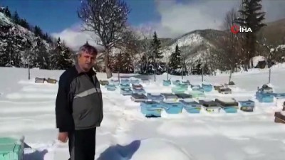 organik bal -  Arı kovanları kar altında Videosu