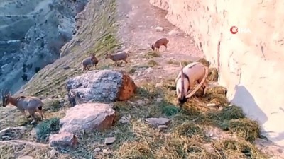 keci -  Doğaya bırakılan yemleri yiyen keçiler fotokapan ile görüntülendi Videosu