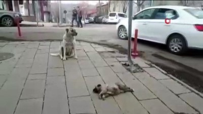 sokak kopegi -  Kars'ta ölen yavrusunun başında bekleyen köpek yürekleri dağladı Videosu