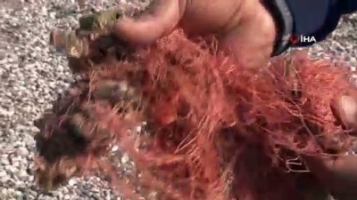 parmak -  Kızıldeniz göçmeni midyeler, Akdeniz ekosistemini mahvediyor Videosu