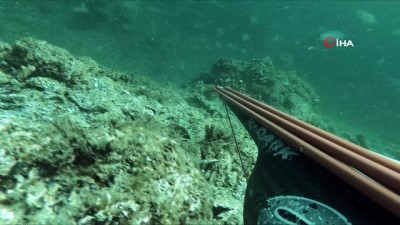 balik avi -  Çanakkale Boğazı’nda ters yüzen yunus balığının sevimli anları Videosu