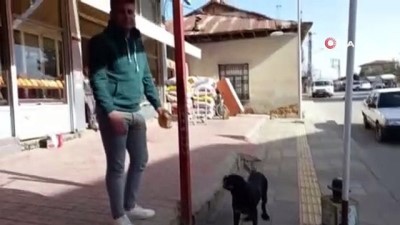 sokak kopegi -  Gerçek güvenlik kamerasında ortaya çıktı.. Sevimli köpek her sabah bir ekmek alıyor Videosu