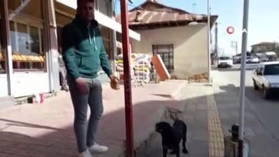 kopek -  Gerçek güvenlik kamerasında ortaya çıktı.. Sevimli köpek her sabah bir ekmek alıyor Videosu