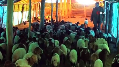 keci -  Muş’ta 650 bin koyun ve keçinin doğumu devam ediyor Videosu