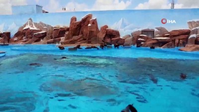 deniz aslani -  - Çin'de Shanghai Haichang Okyanus Parkı'nın ilk benekli fok yavrusu doğdu Videosu