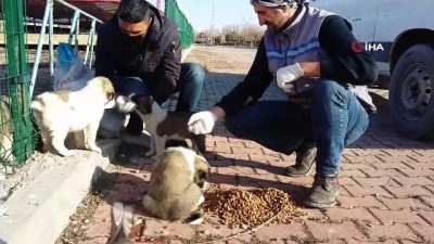  Erciş’te sokak hayvanları unutulmadı
