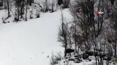  Aç kalan keklik sürüsü Habur Çayı'na indi