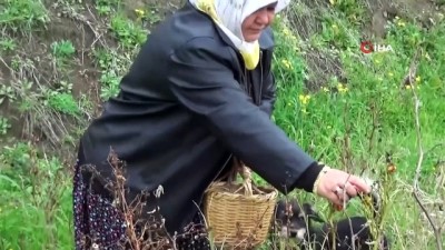 dogal urun -  Yılana benzeyen biber çiftçiyi şaşırttı Videosu