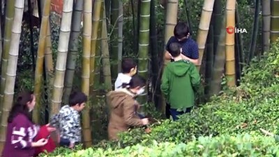  Dedesi Gürcistan’dan 25 yıl önce getirdiği 4 bambu fidanını evinin bahçesine dikti, ilgi odağı oldu