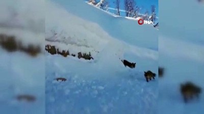  Aç kalan tilkileri sürücüler besledi