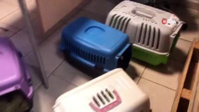 kopek -  Kapıkule’de 23 adet yavru köpek ele geçirildi Videosu