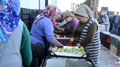 karya -  Karyağdı armudu depoda kaldı Videosu