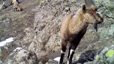 dag kecisi -  Yaban keçileri için karlı dağlara çıkan ekipler yem bıraktı Videosu