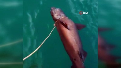  Antalya'da denizde köpek balığı ölüsü bulundu