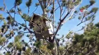 kus yuvasi -  15 Temmuz Şehitler Ormanına kuşlar için yuva bırakıldı Videosu