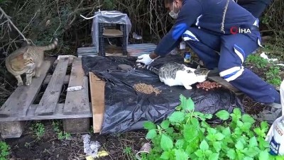 geri donusum -  Bir yandan temizlik yaptılar diğer yandan sokak hayvanlarını beslediler Videosu