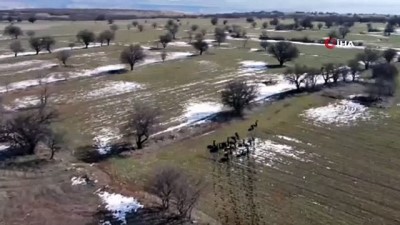 kacis -  Elazığ’da domuz sürüsü drone ile görüntülendi Videosu