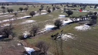  Elazığ’da domuz sürüsü drone ile görüntülendi
