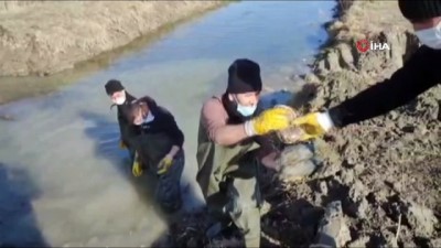 ipekyolu -  Islah edilen deredeki onlarca su kaplumbağası sulak alana taşındı Videosu