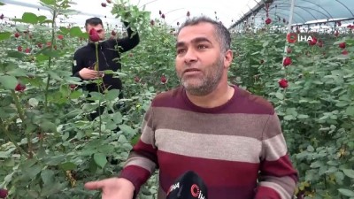 hukumet -  Rus sevgililerin 'gülü' Adana'dan Videosu