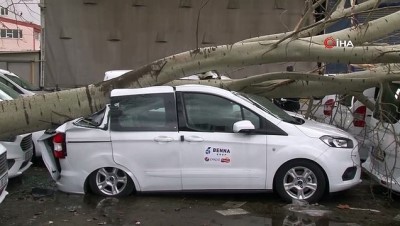  Şiddetli fırtına dev ağacı kökünden söktü, 3 araçta ağır hasar meydana geldi