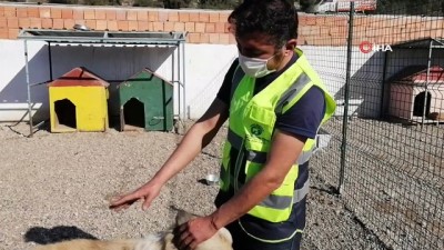 hayvan barinagi -  Av tüfeğiyle vurulan köpek tedaviye alındı Videosu