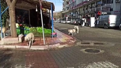 kopek -  Siirt’te gurup halinde gezen başıboş köpekler vatandaşları korkutuyor Videosu