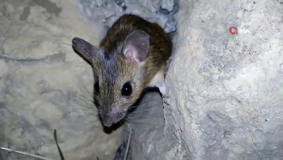 diyalog -  Fareye “kanka“ diye seslendi, tebessüm ettirdi Videosu