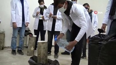  Öğrenciler okulun bodrumunda mantar yetiştiriyor