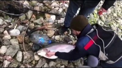 gokkusagi -  Türkiye ve Avrupa'nın en büyük alabalığı Elazığ'da olta ile yakalandı...Tam 115 santim Videosu
