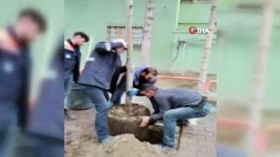 cami bahcesi -  Yaptığıyla hayrete düşürmüştü, genç kadının kırdığı ağacın yerine belediye ıhlamur ağacı dikti Videosu
