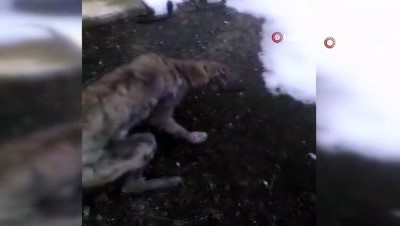 sokak kopegi -   Aç kalan köpek sıcak yuvaya kavuştu Videosu