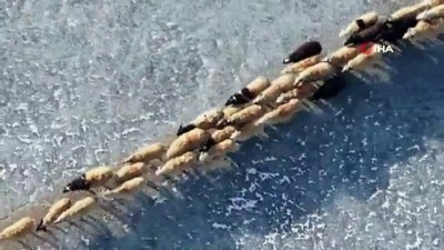 yazla -  - Antik Tibet geleneği: İki binden fazla koyun kışı geçirmek için donmuş gölü geçti Videosu