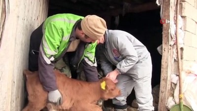 ilkbahar -  Şırnak'ta yaylalar açıldı, çiftçiler büyükbaş hayvana rağbet arttı Videosu