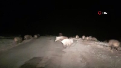 yaban domuzu -  Gece karanlığında karşılarına domuz sürüsü çıktı Videosu