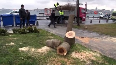  Üsküdar'da gece yarısı elektrikli testereyle ağaç kesenler suçüstü yakalandı
