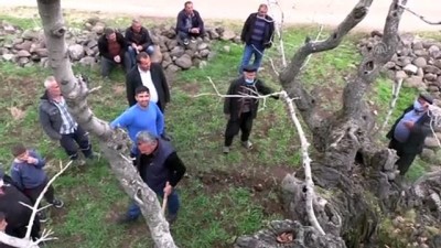 yildirim dusmesi - GAZİANTEP - Yılda yaklaşık 200 kilogram fıstık veren asırlık ağacın bakımı imece usulü yapılıyor Videosu