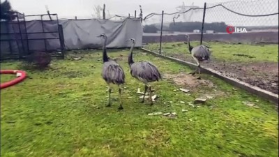 deve kusu -  İstanbul’da ‘kaçak kuş’ operasyonu: 185 canlı hayvan ele geçirildi Videosu