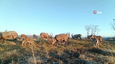 keci -   Popülasyonu artan dağ keçileri foto kapanla böyle görüntülendi Videosu