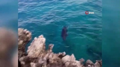 amator balikci -   Amatör balıkçılara fok balığı sürprizi Videosu