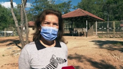 keci - ANTALYA - Hayvanat Bahçesi'ndeki bazı hayvanların doğum yapması sevindirdi Videosu