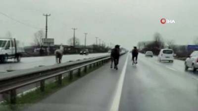 karya -  Çiftlikten kaçan atlar, dört nala koşturdu... O anlar cep telefonu kamerasıyla böyle kaydedildi
- O anlar cep telefonu kamerasıyla kaydedildi Videosu