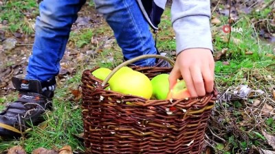 sinif ogretmeni -  Minik öğrenciler elmalarla kuşlara hayat verdi Videosu