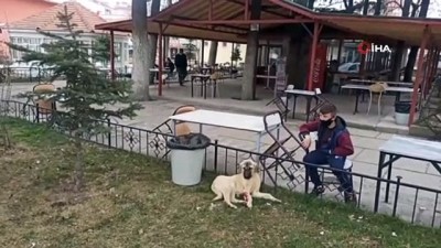 kopek -   Vicdansız sürücü köpeğe çarpıp kaçtı.. Yaralı köpek saatlerce yarım bekledi Videosu