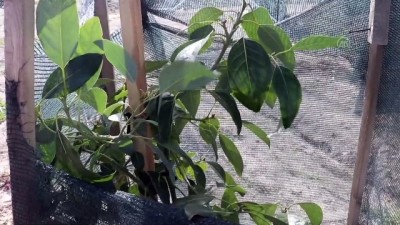 tropikal meyve - ADANA - Çukurova çiftçisinin tropikal meyve üretimine ilgisi artıyor Videosu